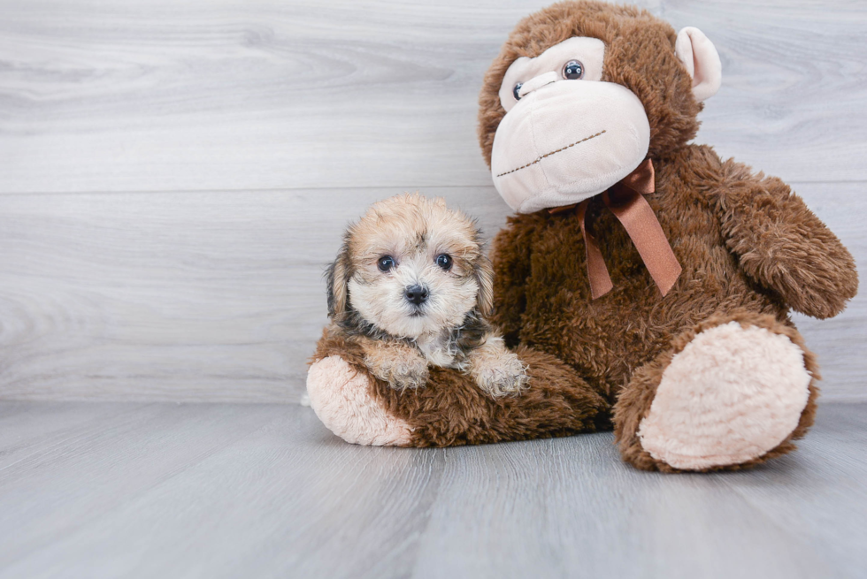 Friendly Yorkie Chon Baby