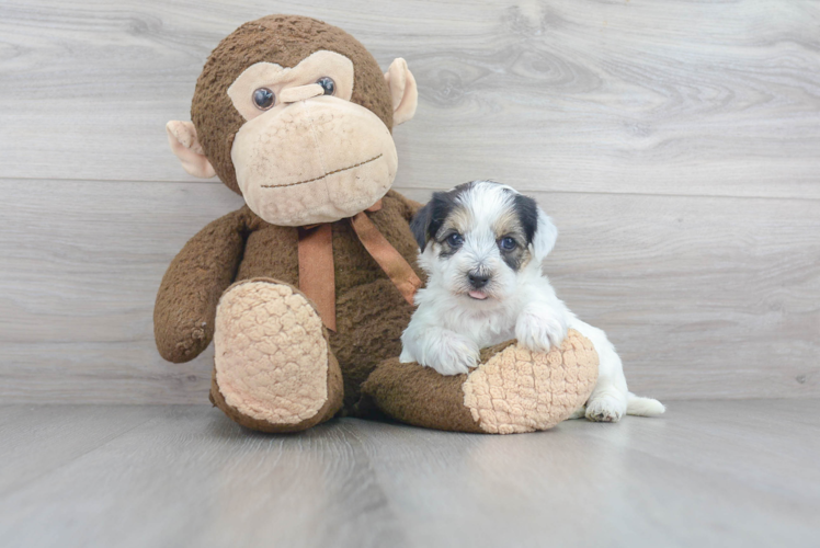 Hypoallergenic Yorkie Bichon Designer Puppy