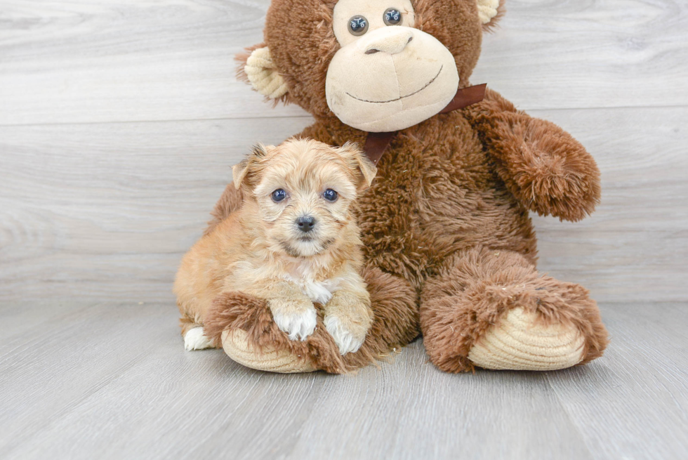 Hypoallergenic Yorkie Bichon Designer Puppy