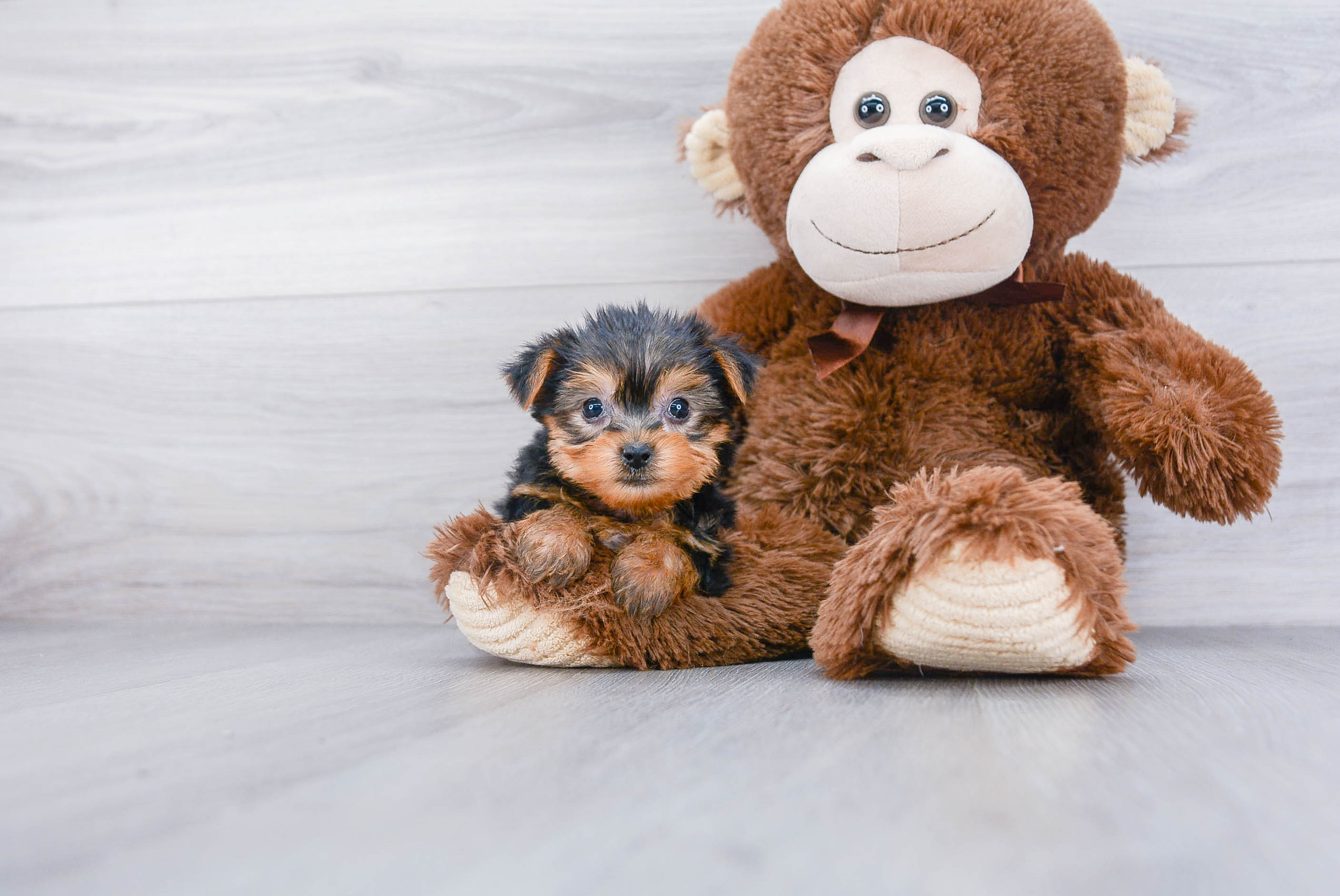Fluffy Yorkie Chon Designer Pup