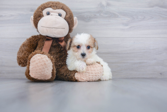 Adorable Yorkshire Frise Designer Puppy