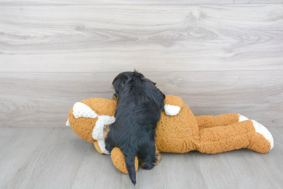 Hypoallergenic Yorkie Bichon Designer Puppy