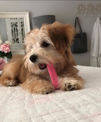 Yorkie Chon Puppy For Sale - Premier Pups