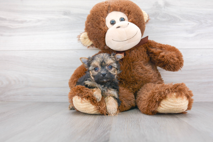 Yorkie Chon Pup Being Cute