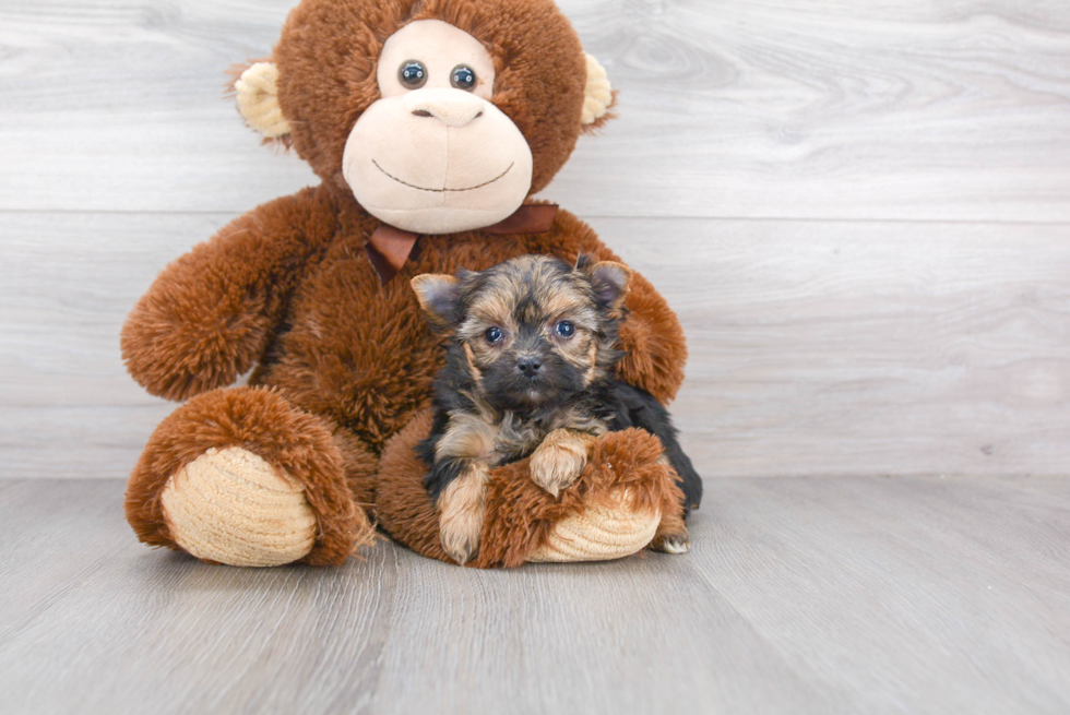 Adorable Yorkshire Frise Designer Puppy