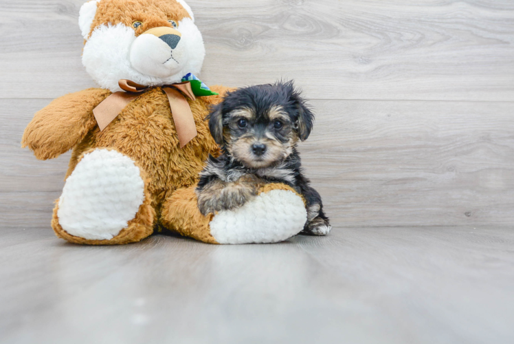 Cute Yorkie Chon Baby