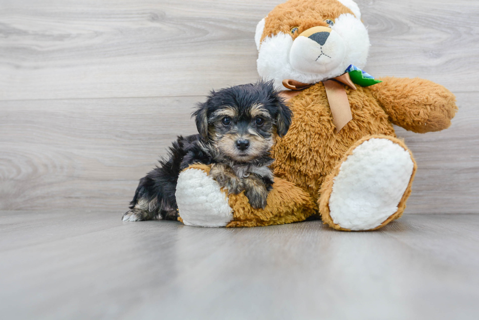 Fluffy Yorkie Chon Designer Pup