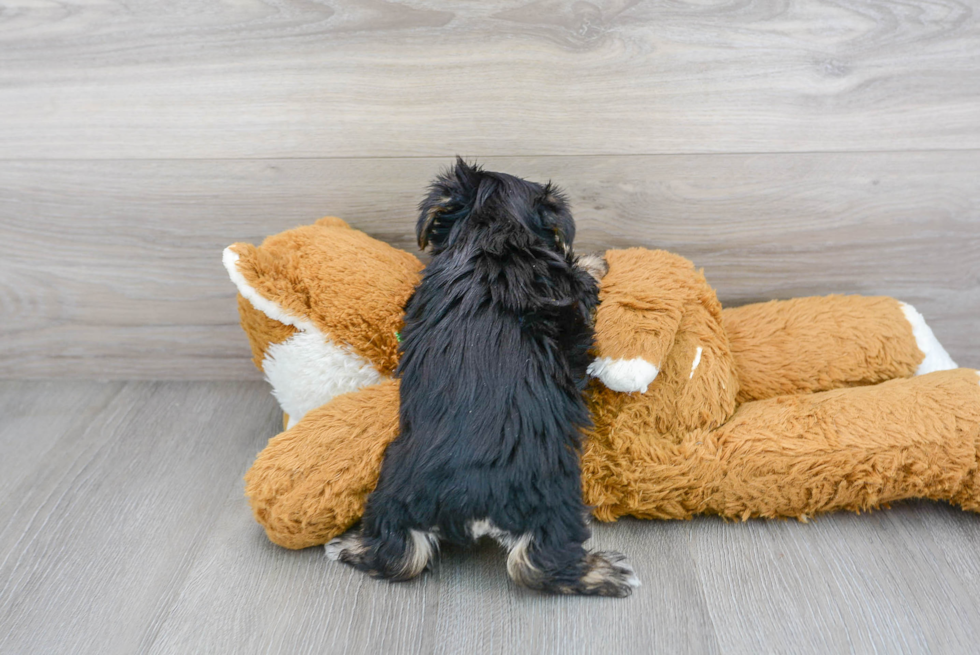 Hypoallergenic Yorkie Bichon Designer Puppy