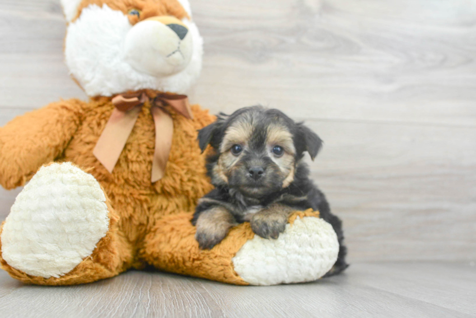 Yorkie Chon Puppy for Adoption