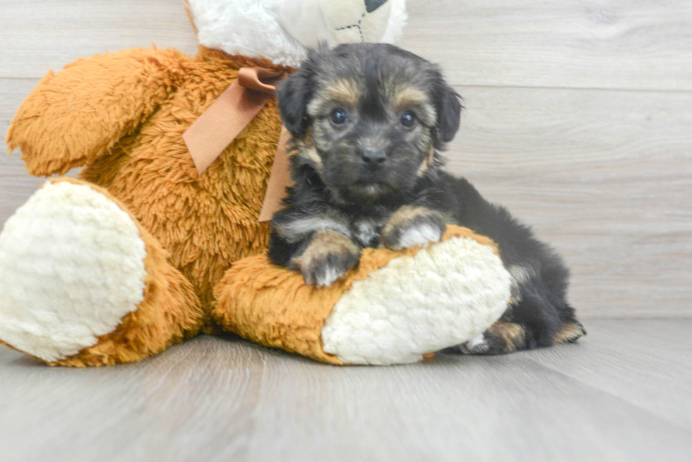 Yorkie Chon Puppy for Adoption