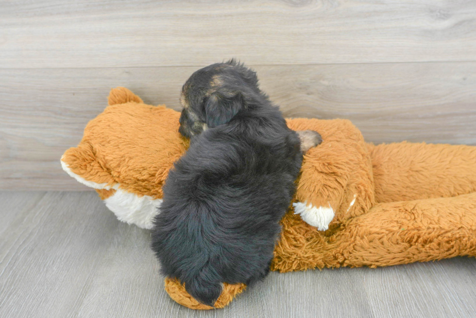 Yorkie Chon Pup Being Cute