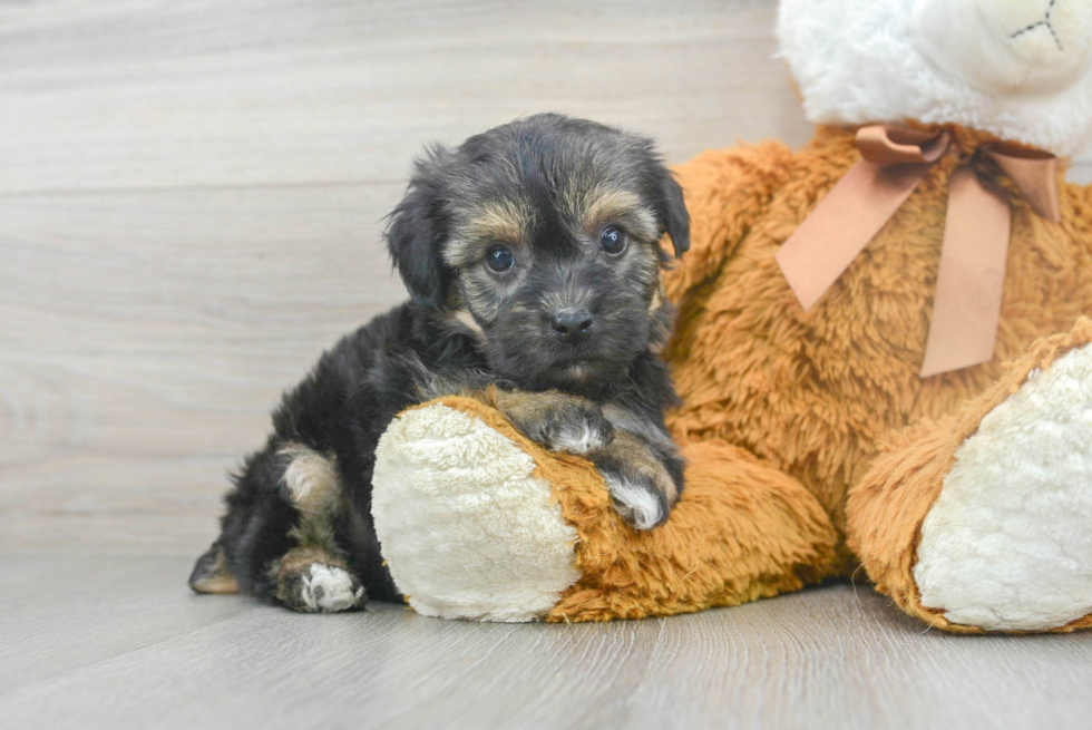Cute Yorkie Chon Baby
