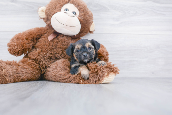 Yorkie Chon Pup Being Cute