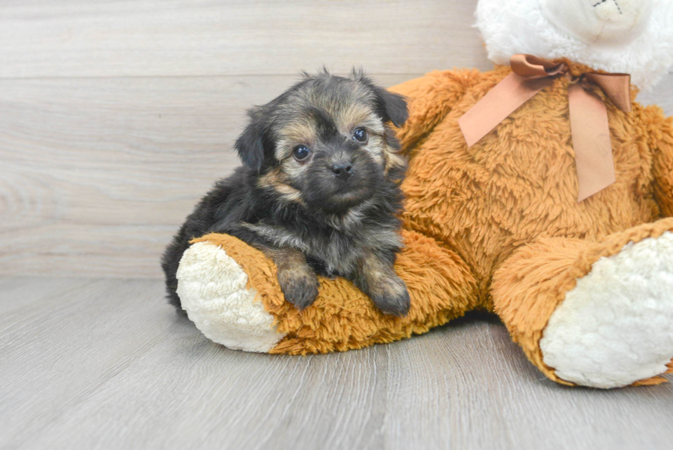 Yorkie Chon Pup Being Cute