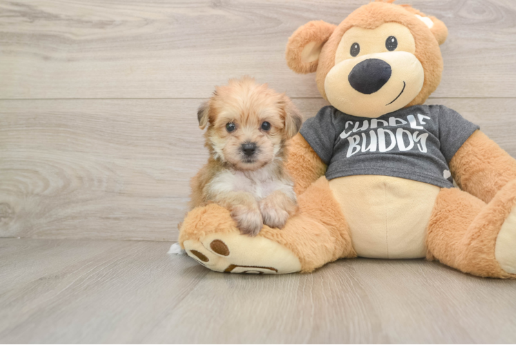 Smart Yorkie Chon Designer Pup