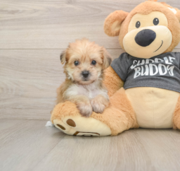 5 week old Yorkie Chon Puppy For Sale - Premier Pups