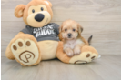 Little Borkie Designer Puppy
