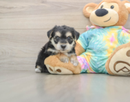 5 week old Yorkie Chon Puppy For Sale - Premier Pups