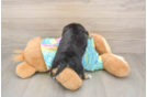 Fluffy Yorkie Chon Designer Pup