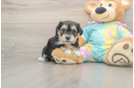 Yorkie Chon Puppy for Adoption