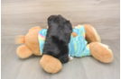 Yorkie Chon Puppy for Adoption
