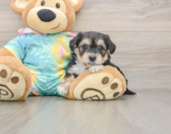 5 week old Yorkie Chon Puppy For Sale - Premier Pups