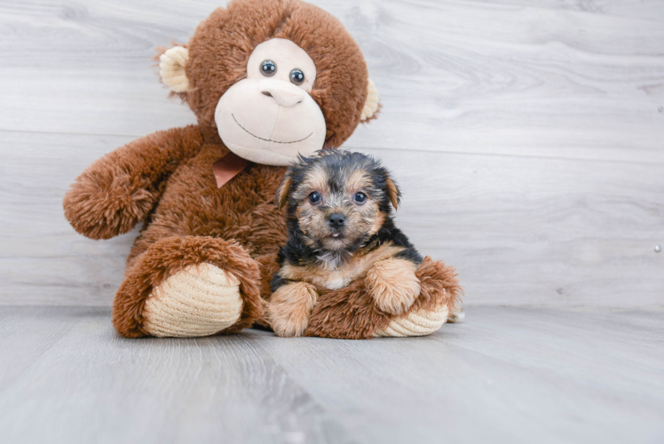 Yorkie Chon Pup Being Cute