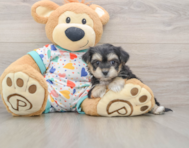 5 week old Yorkie Chon Puppy For Sale - Premier Pups