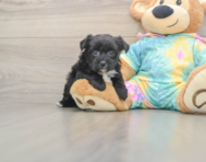 6 week old Yorkie Chon Puppy For Sale - Premier Pups