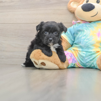 Best Yorkie Chon Baby