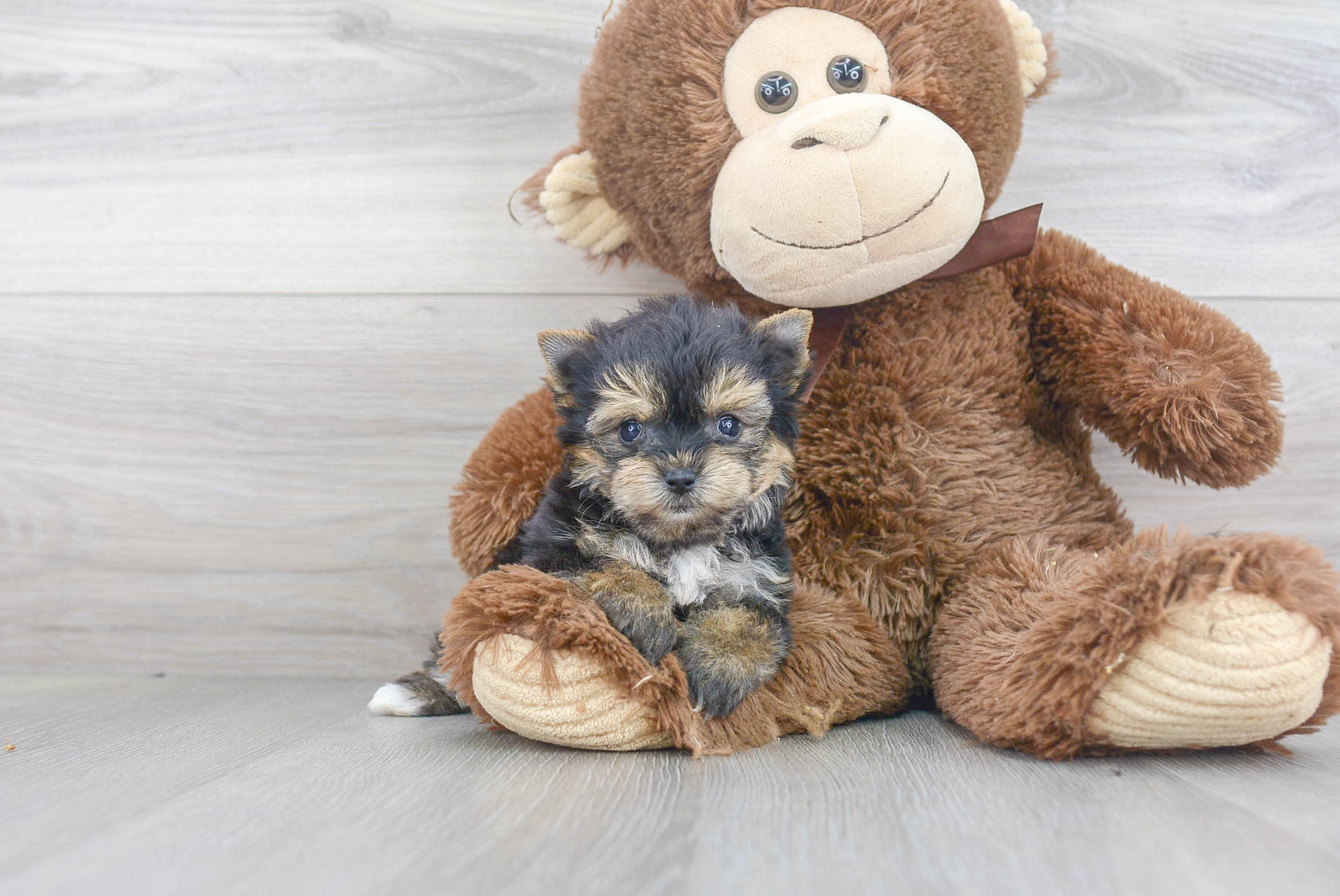 Yorkie Chon Pup Being Cute