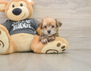 7 week old Yorkie Chon Puppy For Sale - Premier Pups