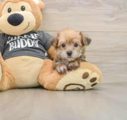 5 week old Yorkie Chon Puppy For Sale - Premier Pups