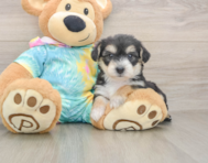 5 week old Yorkie Chon Puppy For Sale - Premier Pups