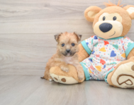 5 week old Yorkie Chon Puppy For Sale - Premier Pups