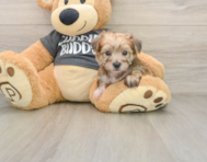 7 week old Yorkie Chon Puppy For Sale - Premier Pups