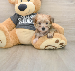 5 week old Yorkie Chon Puppy For Sale - Premier Pups