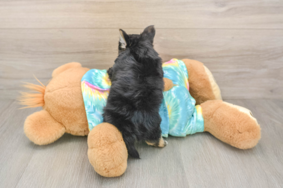 Yorkie Chon Puppy for Adoption