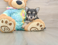 5 week old Yorkie Chon Puppy For Sale - Premier Pups