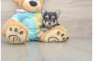 Energetic Yorkichon Designer Puppy