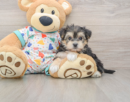 5 week old Yorkie Chon Puppy For Sale - Premier Pups