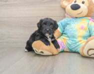 6 week old Yorkie Chon Puppy For Sale - Premier Pups