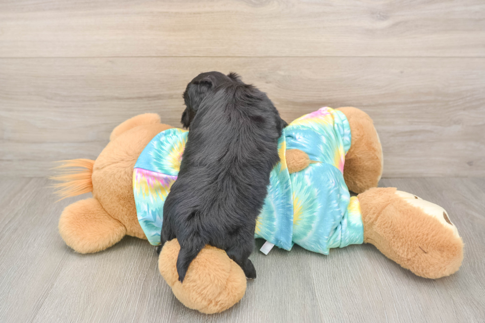 Best Yorkie Chon Baby