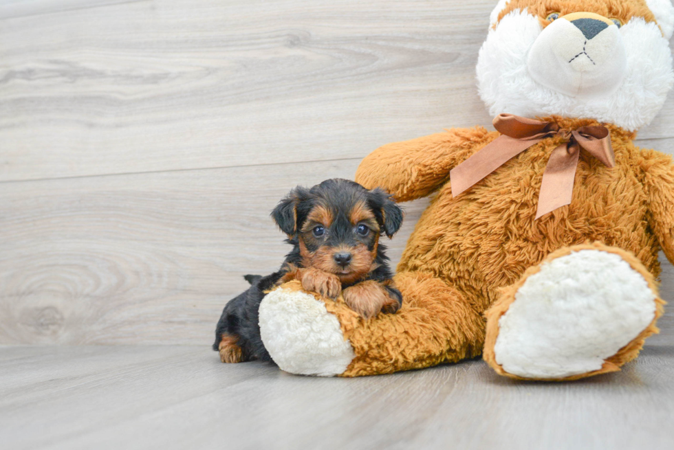 Little Yorkie Doodle Poodle Mix Puppy