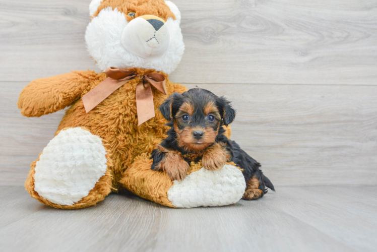 Yorkie Poo Pup Being Cute