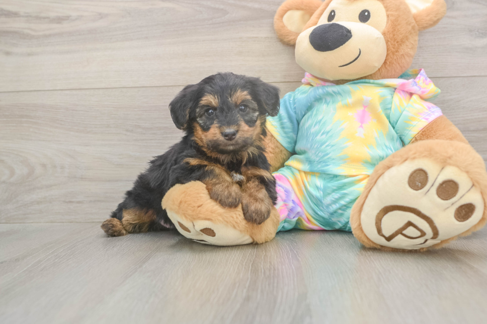 Meet Aaliyah - our Yorkie Poo Puppy Photo  2/3 - Premier Pups Best Yorkie Poo Baby
