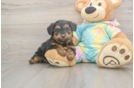 Meet Aaliyah - our Yorkie Poo Puppy Photo  2/3 - Premier Pups Best Yorkie Poo Baby