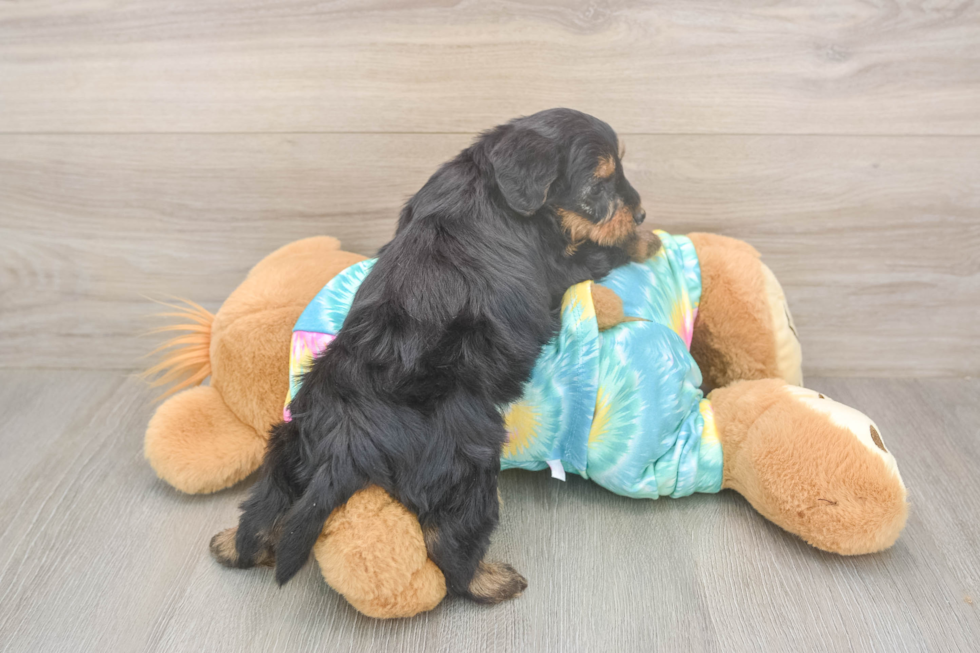 Meet Aaliyah - our Yorkie Poo Puppy Photo  3/3 - Premier Pups Fluffy Yorkie Poo Poodle Mix Pup