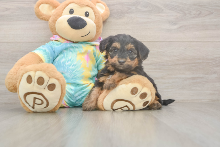 Yorkie Poo Puppy for Adoption