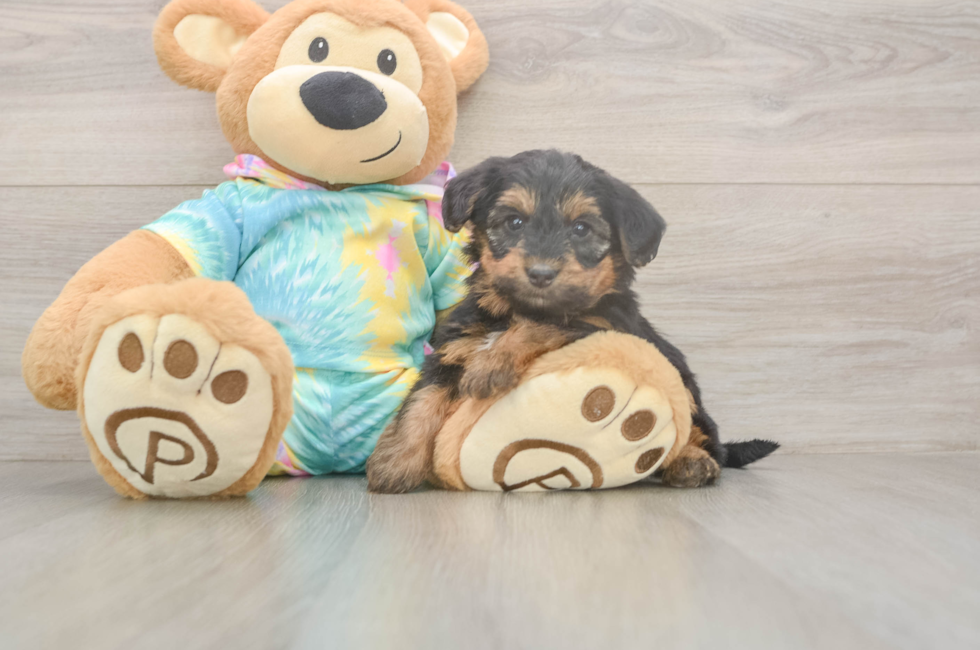 5 week old Yorkie Poo Puppy For Sale - Premier Pups